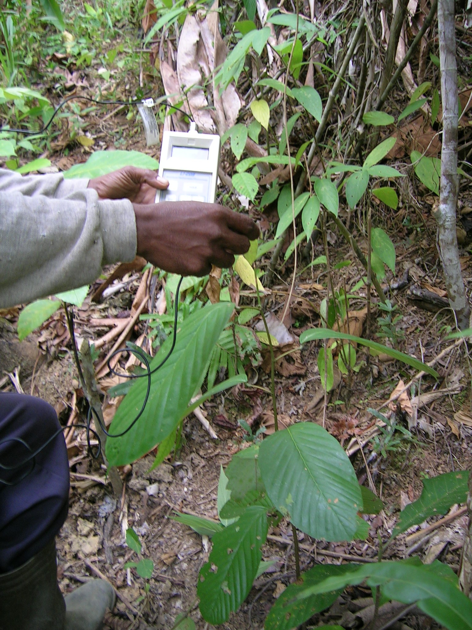 PEMULIAAN POHON